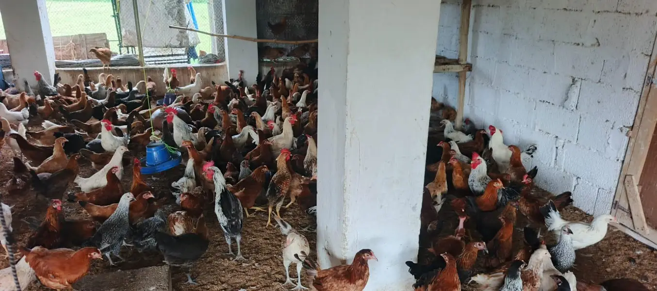 Dhanyal birds Shop kuri Road, Hens Chicks and All types of birds — photo 5