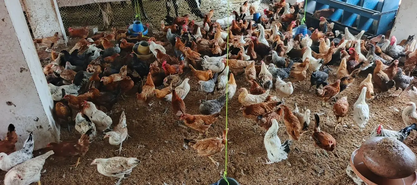 Dhanyal birds Shop kuri Road, Hens Chicks and All types of birds — photo 7