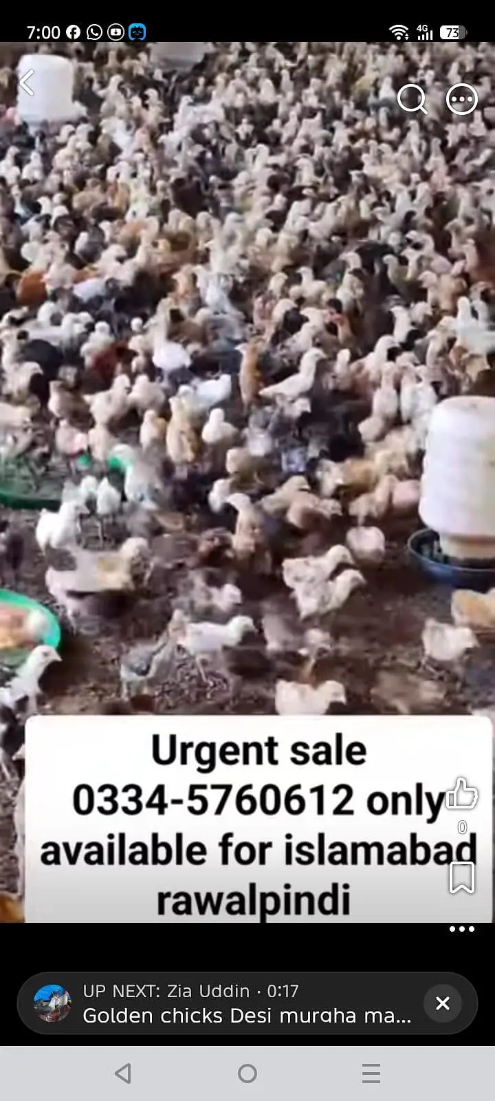 Dhanyal birds Shop kuri Road, Hens Chicks and All types of birds — photo 8