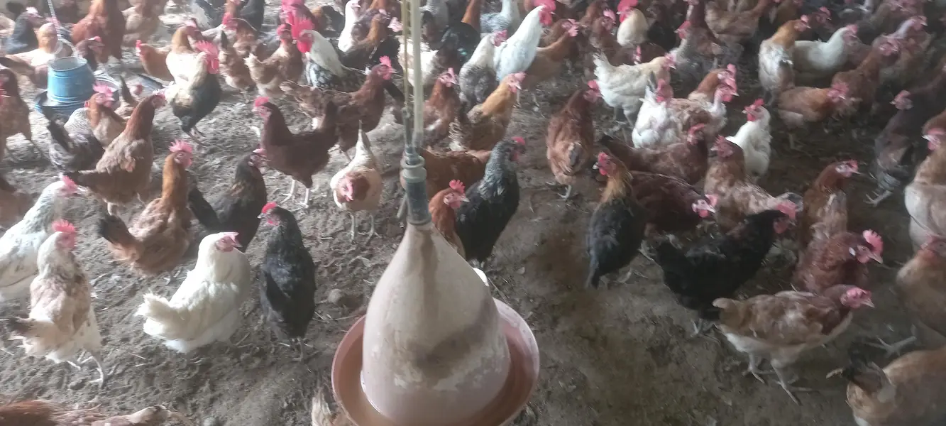 Dhanyal birds Shop kuri Road, Hens Chicks and All types of birds — photo 9