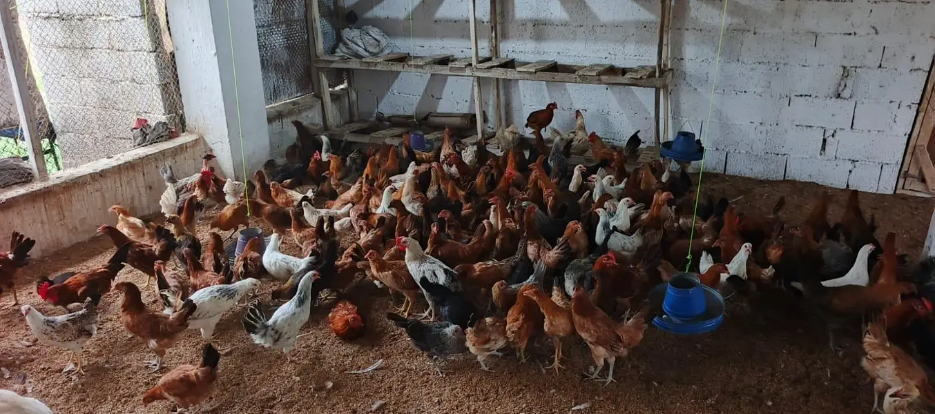 Dhanyal birds Shop kuri Road, Hens Chicks and All types of birds — photo 10