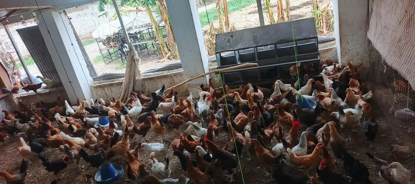Dhanyal birds Shop kuri Road, Hens Chicks and All types of birds — photo 11