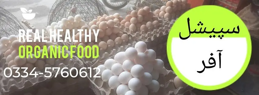Dhanyal birds Shop kuri Road, Hens Chicks and All types of birds — photo 12