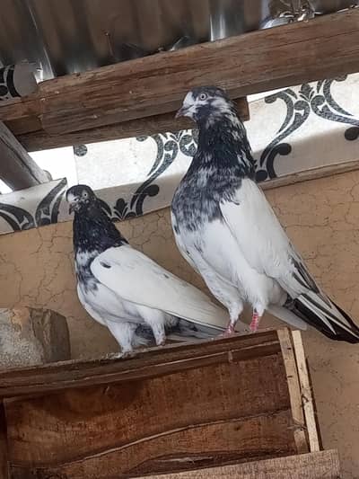 Pigeon For Sale