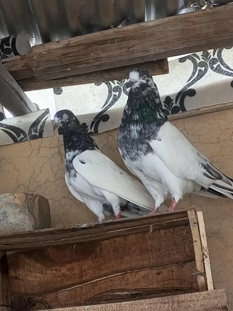 Pigeon For Sale — photo 2
