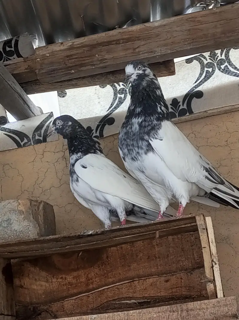 Pigeon For Sale — photo 3