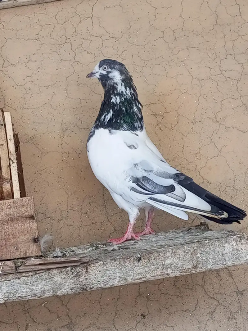 Pigeon For Sale — photo 4
