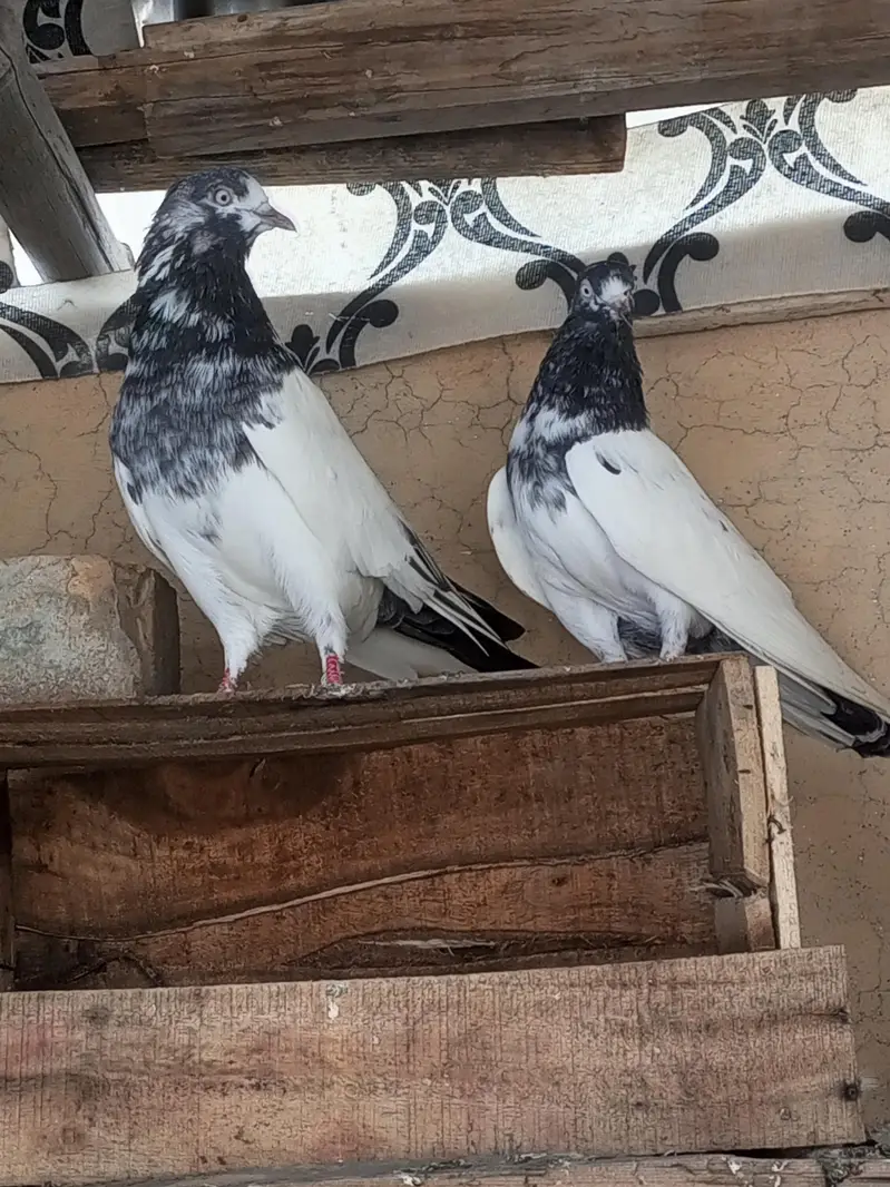 Pigeon For Sale — photo 5