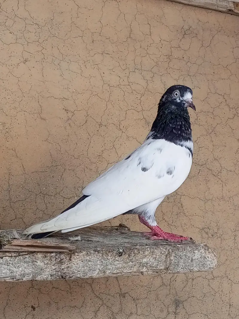Pigeon For Sale — photo 6