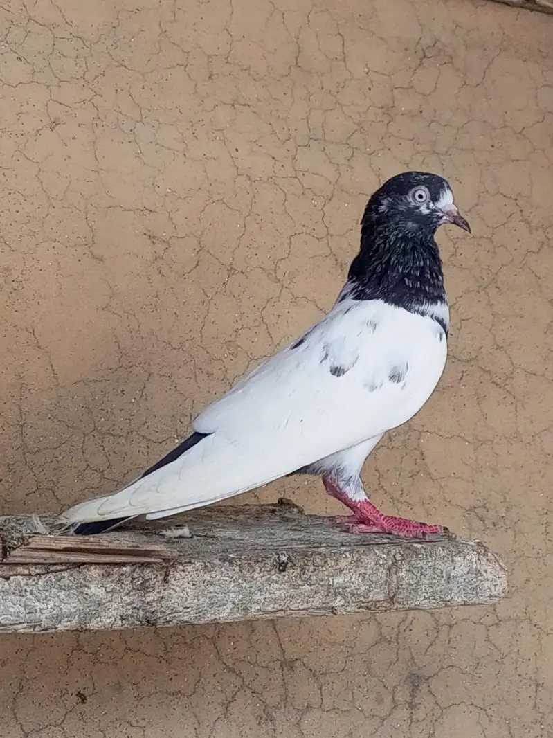 Pigeon For Sale — photo 7