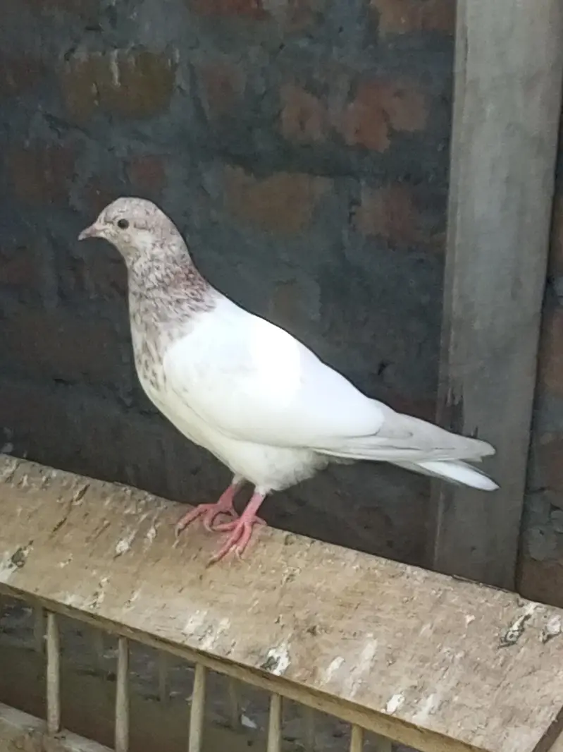 Pigeon For Sale — photo 8