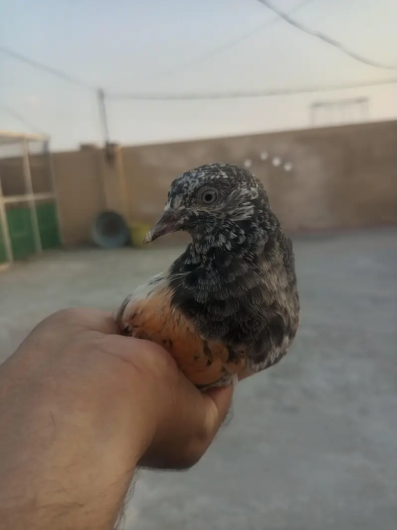 Pigeon For Sale — photo 9
