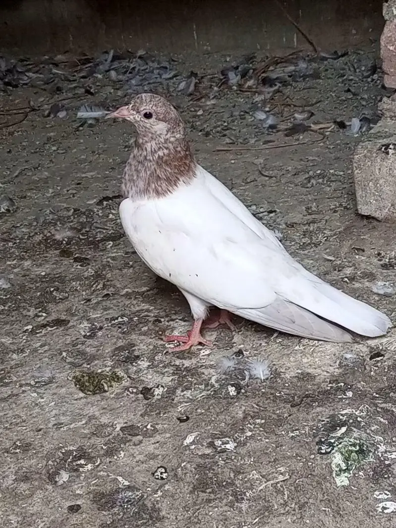 Pigeon For Sale — photo 10
