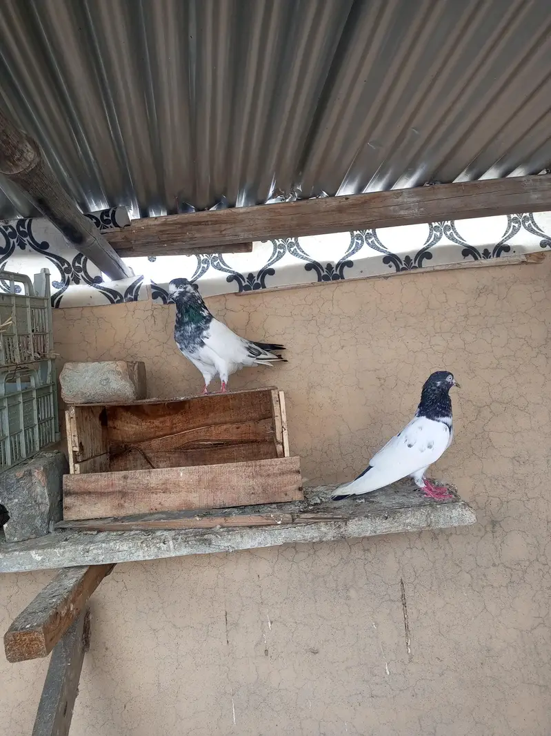 Pigeon For Sale — photo 11