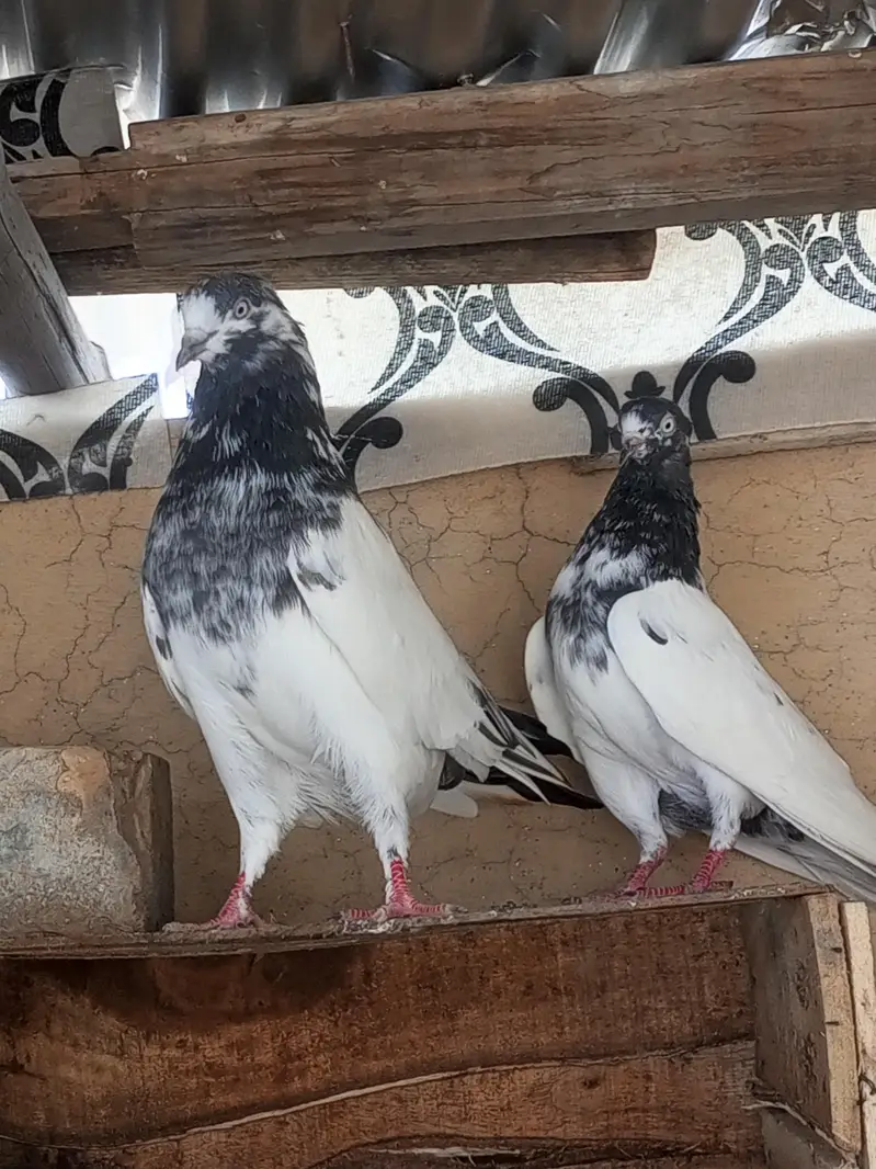 Pigeon For Sale — photo 12