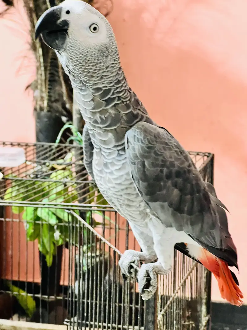 African Grey parrot hand tamed — photo 2