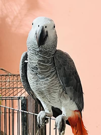 African Grey parrot hand tamed