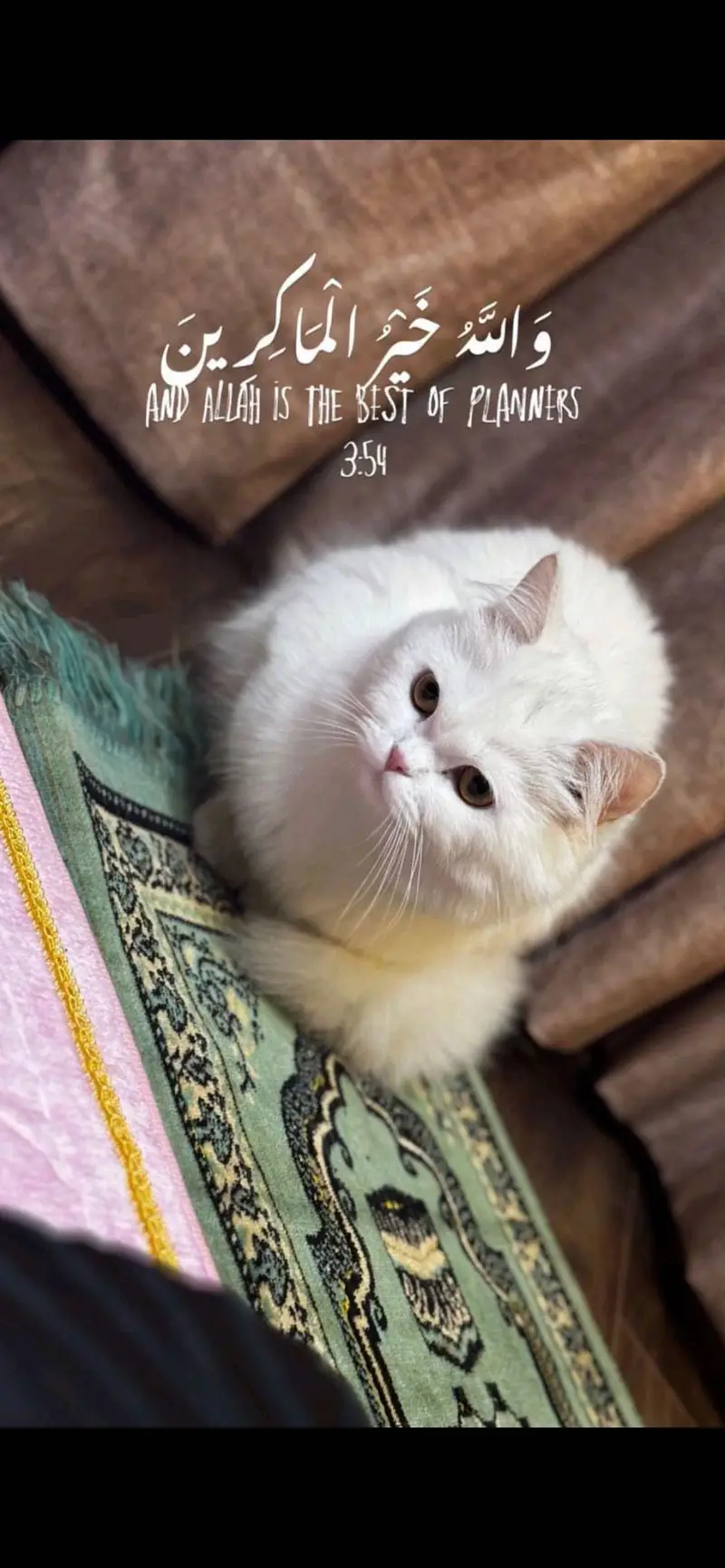 Pure Persian Triple Coat Breeder Pair – Male Available — photo 3