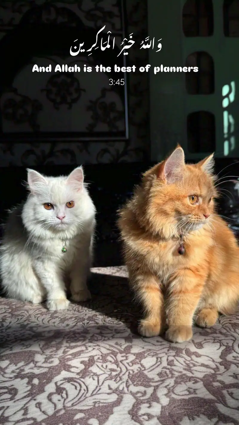 Pure Persian Triple Coat Breeder Pair – Male Available — photo 2