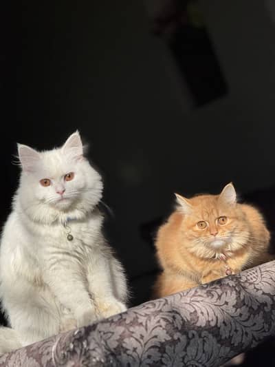 Pure Persian Triple Coat Breeder Pair – Male Available