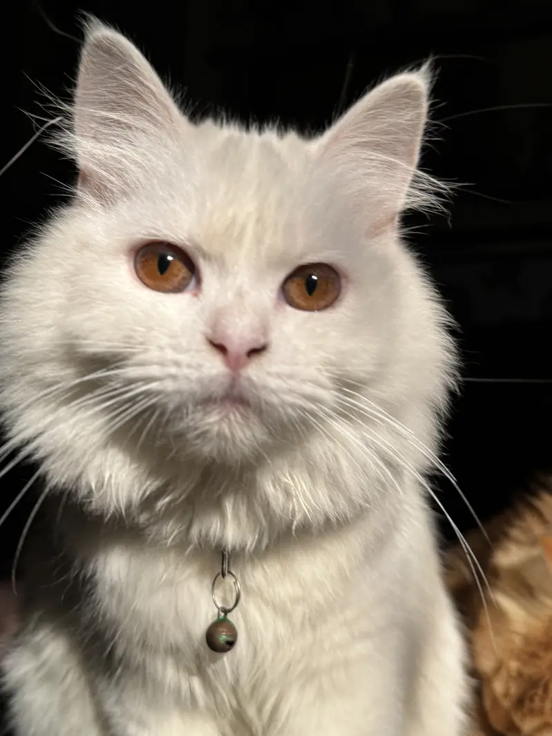 Pure Persian Triple Coat Breeder Pair – Male Available — photo 4