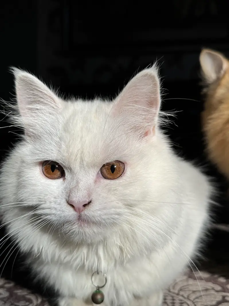 Pure Persian Triple Coat Breeder Pair – Male Available — photo 5