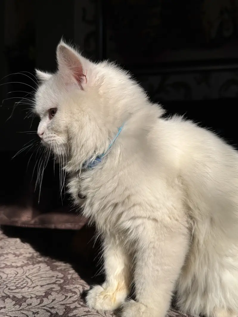 Pure Persian Triple Coat Breeder Pair – Male Available — photo 6