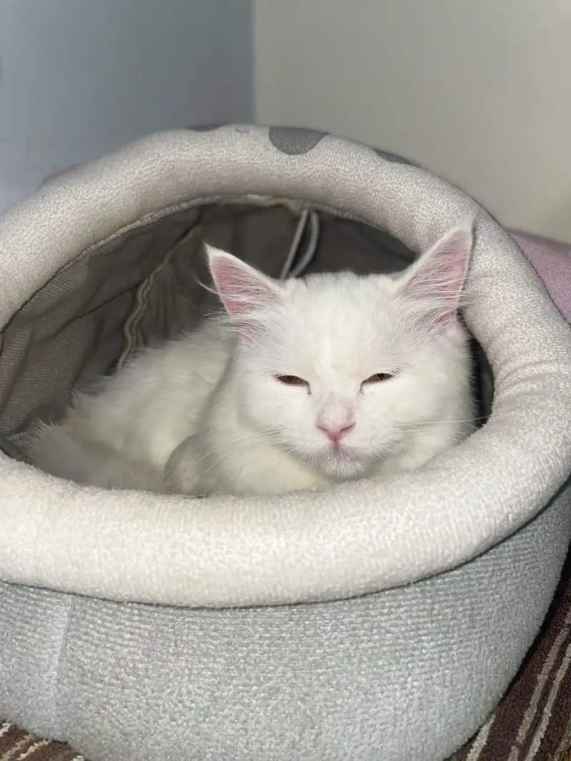 Pure Persian Triple Coat Breeder Pair – Male Available — photo 7