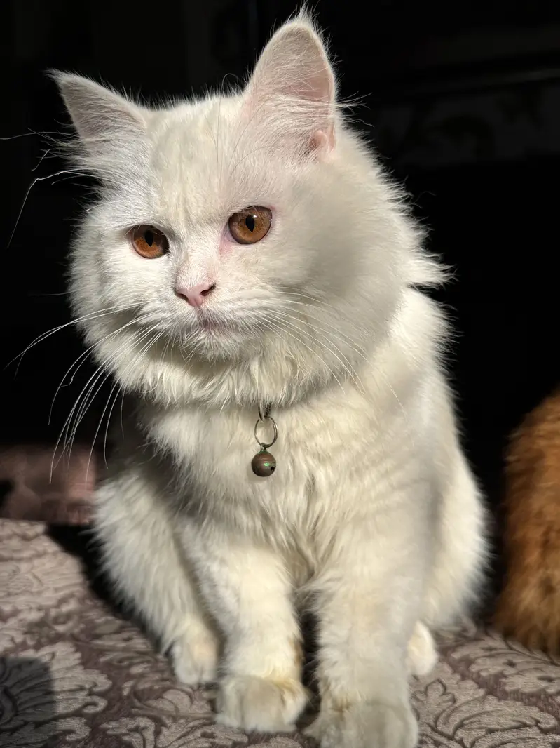 Pure Persian Triple Coat Breeder Pair – Male Available — photo 9
