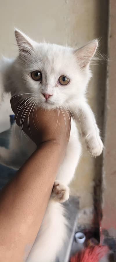 Persian cat for sale