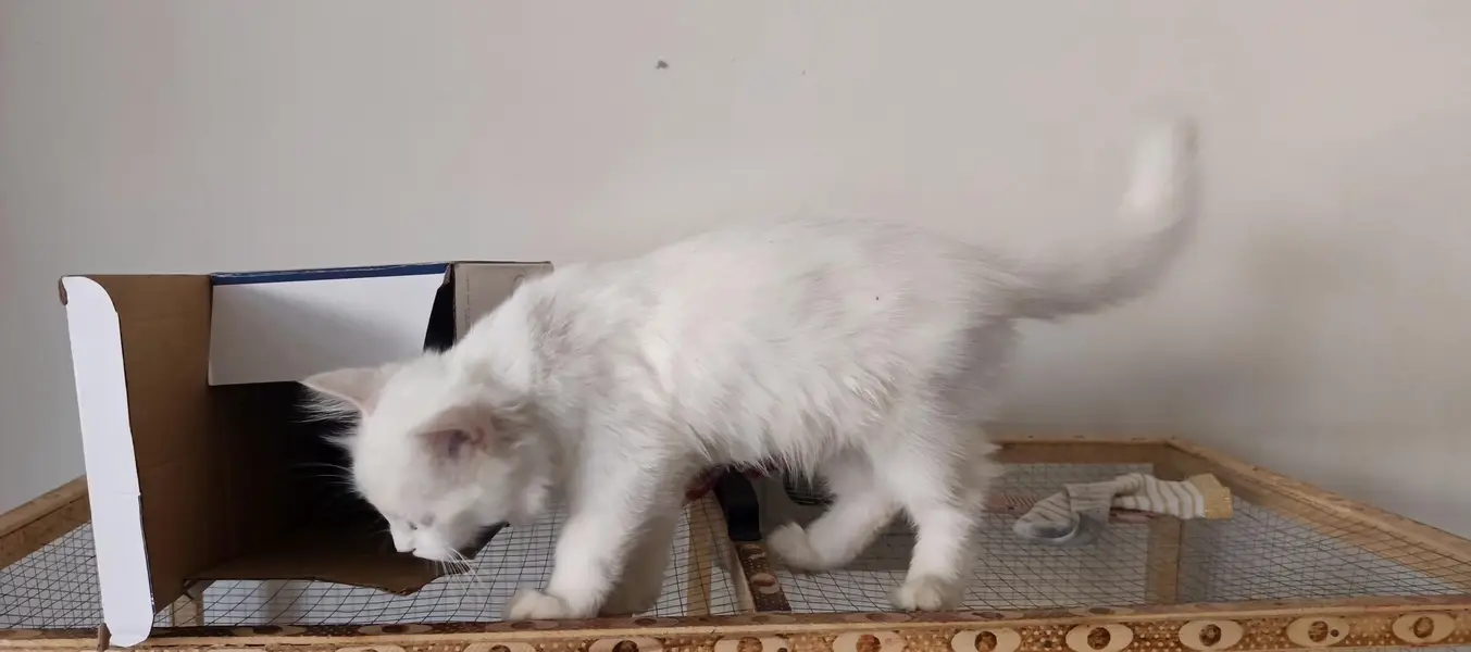 Persian cat for sale — photo 2