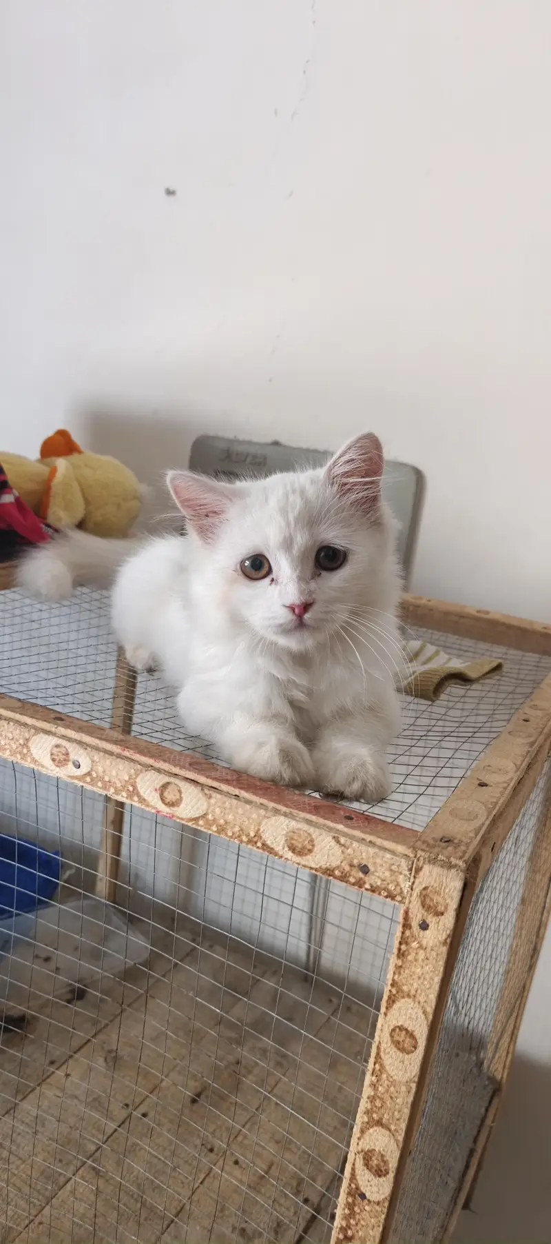 Persian cat for sale — photo 3