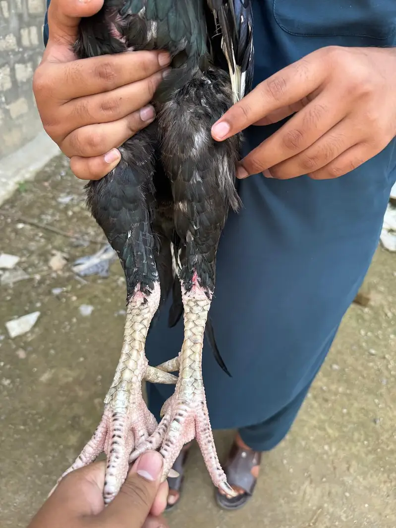 Aseel jawa — photo 2