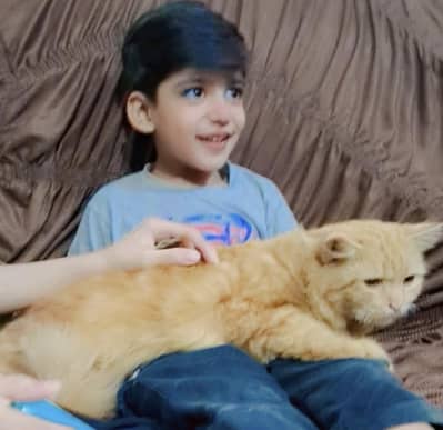 Persion cat available for sale
