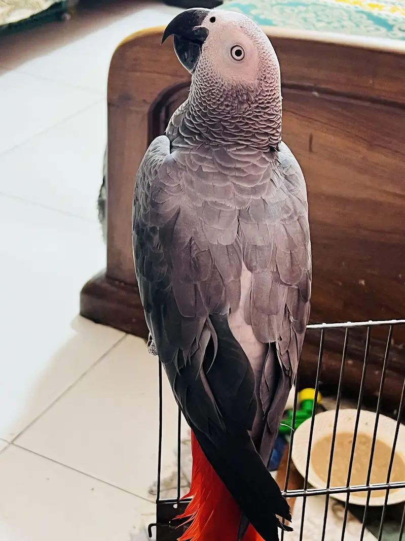 African Grey parrot hand tamed — photo 3