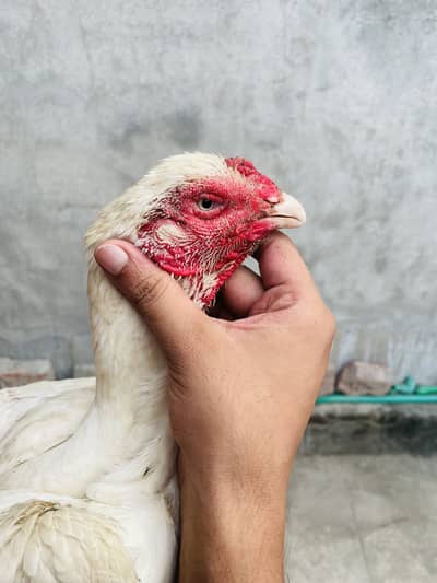 White Shamo hens