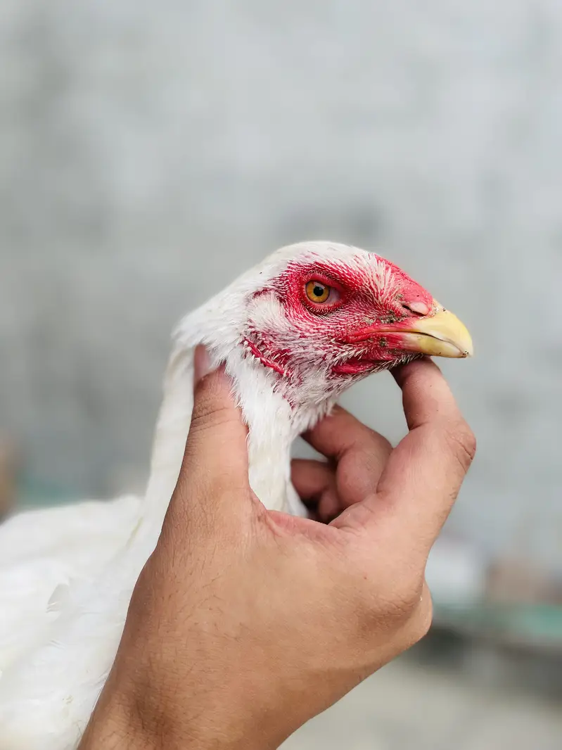White Shamo hens — photo 2