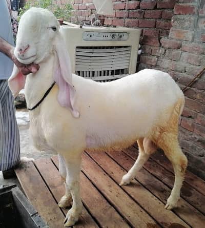 Kajla and desi chatra jori