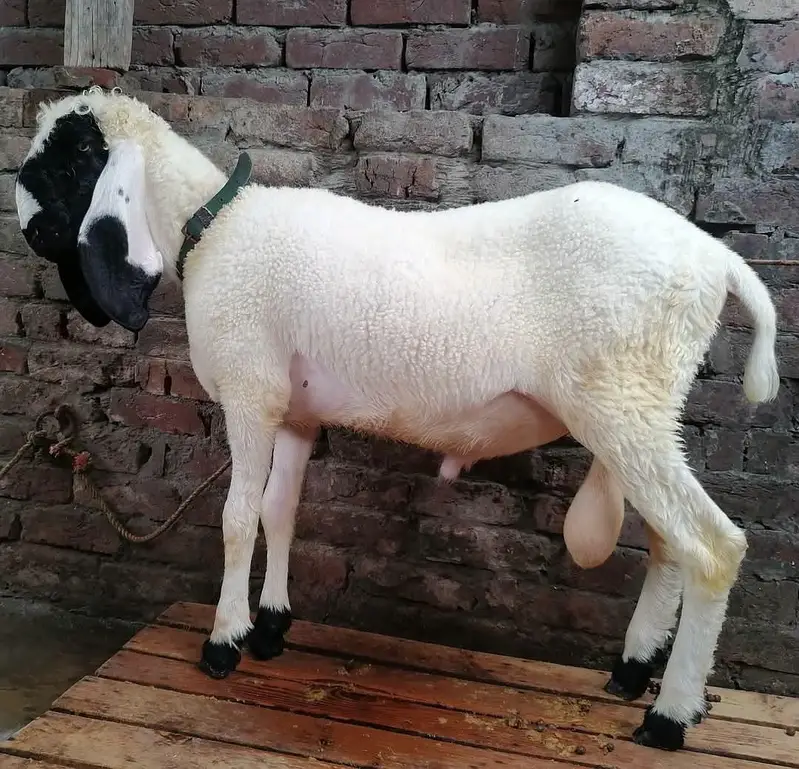 Kajla and desi chatra jori — photo 4
