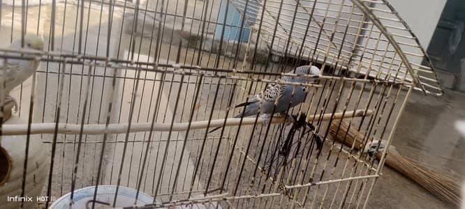 parrot for sale budgie pair male is blue female yellow adult pair