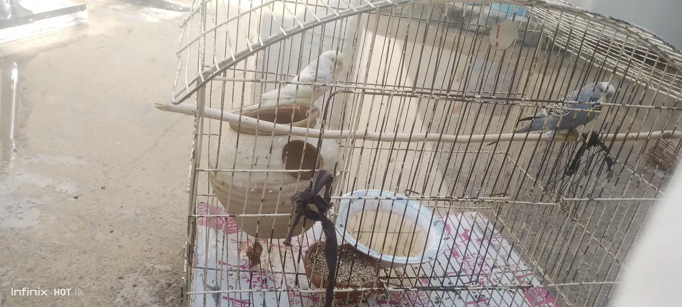parrot for sale budgie pair male is blue female yellow adult pair — photo 2