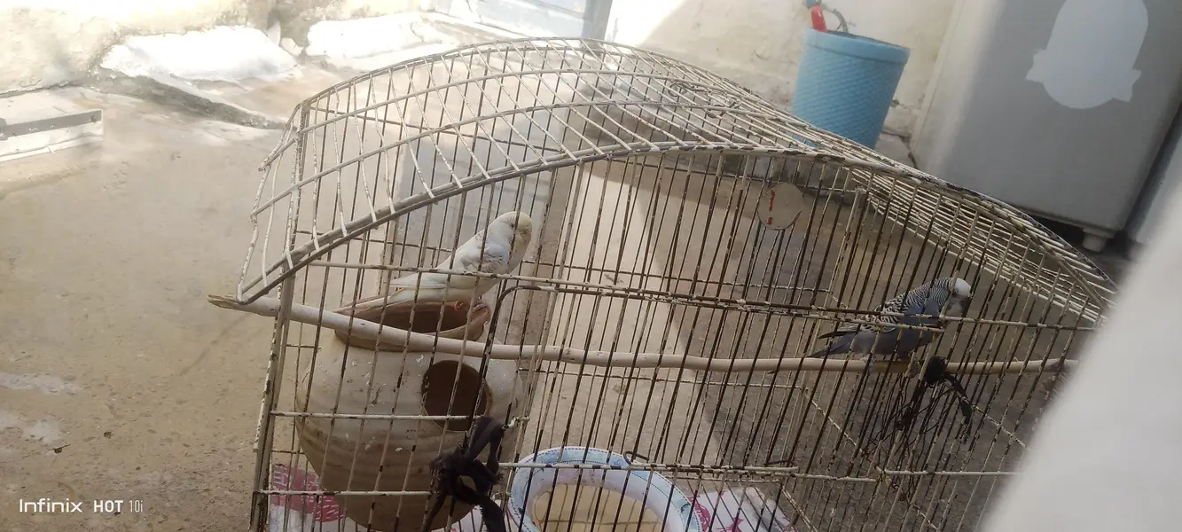 parrot for sale budgie pair male is blue female yellow adult pair — photo 3