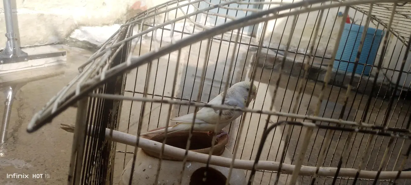parrot for sale budgie pair male is blue female yellow adult pair — photo 4