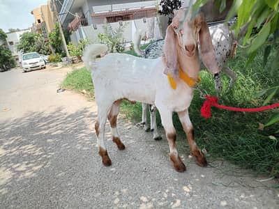 Kid Goat for Sale