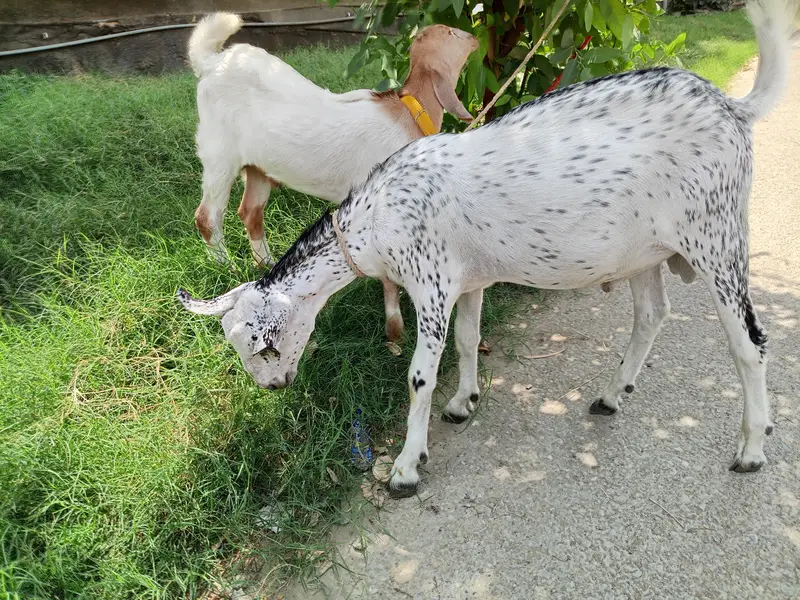 Kid Goat for Sale — photo 3