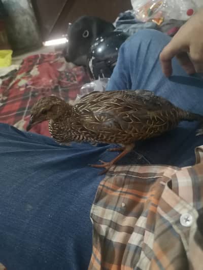 Female Available
