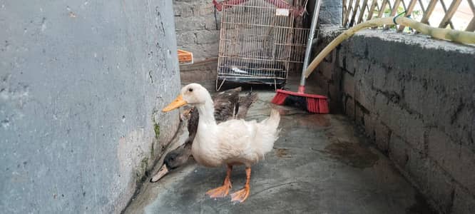 For sale