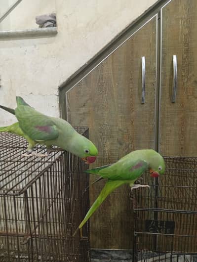 raw parrot for pair
