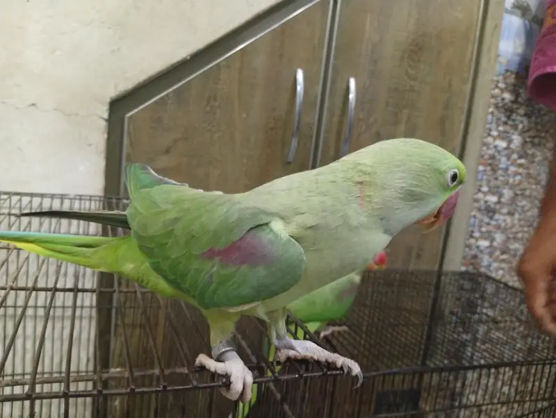 Beautiful Green Parrot Pair For Sale | Healthy & Active Pair — photo 2
