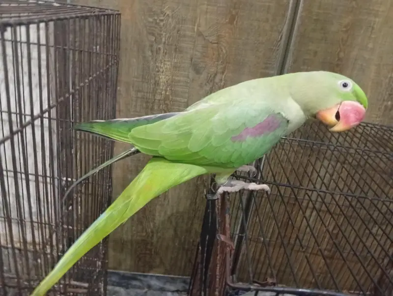 Beautiful Green Parrot Pair For Sale | Healthy & Active Pair — photo 3